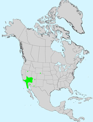 North America species range map for Wallace Eriophyllum, Eriophyllum wallacei: Click image for full size map. North America species range map for Wallace Eriophyllum, Eriophyllum wallacei: Click image for full size map.