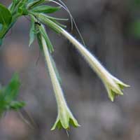 Giant-trumpets, Macromeria viridiflora