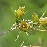 Singlewhorl Burrobrush has both male and female flowers in the same clusters. Flowers are white or green and most flowers are males. Here is a small cluster of female (pistillate) flowers recently opened. Ambrosia monogyra