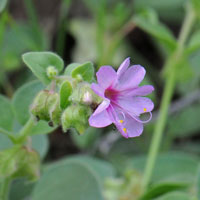Dwarf Four O'clock, Mirabilis pumila