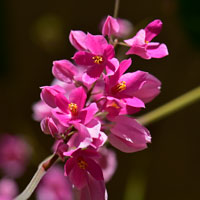 Coral Vine or Mexican Coral Vine, Antigonon leptopus