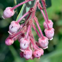 Pringle Manzanita, Arctostaphylos pringlei