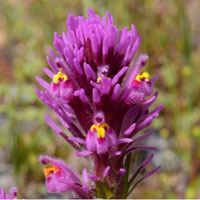 Exserted Indian Paintbrush or Purple Owl Clover, Castilleja exserta