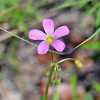 Alpine Woodsorrel, Oxalis alpina