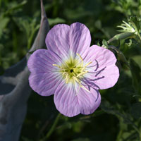 Also in white; Oenothera speciosa, Mexican Evening Primrose