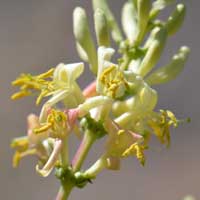 Chaparral Honeysuckle, Lonicera interrupta