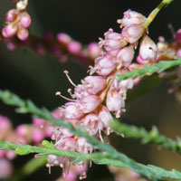 Chinese Saltcedar or Saltcedar; flowers purple, pink or white. Tamarix chinensis.