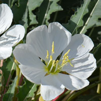 Oenothera caespitosa, Tufted Evening Primrose