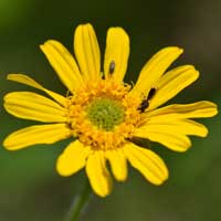 Rothrock's Crownbeard, Verbesina rothrockii